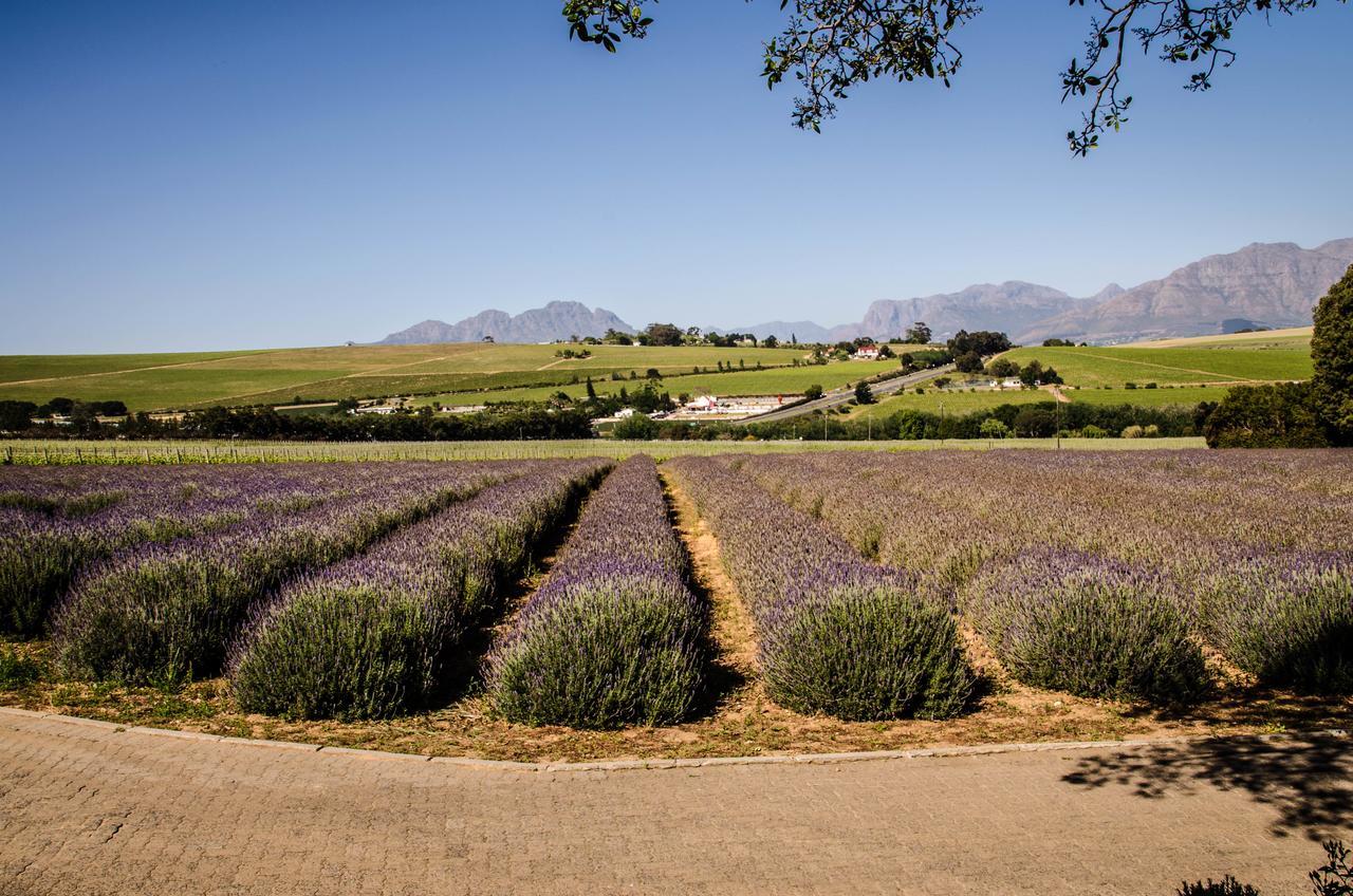 Lavinia Lifestyle Villa Stellenbosch Exterior photo